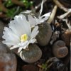 Lithops olivacea